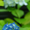 夢見る紫陽花
