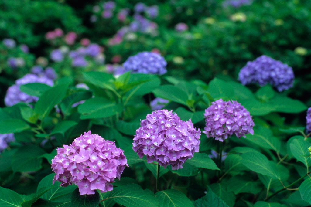三室戸寺の紫陽花 （ポジ）