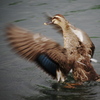 WINGⅡ