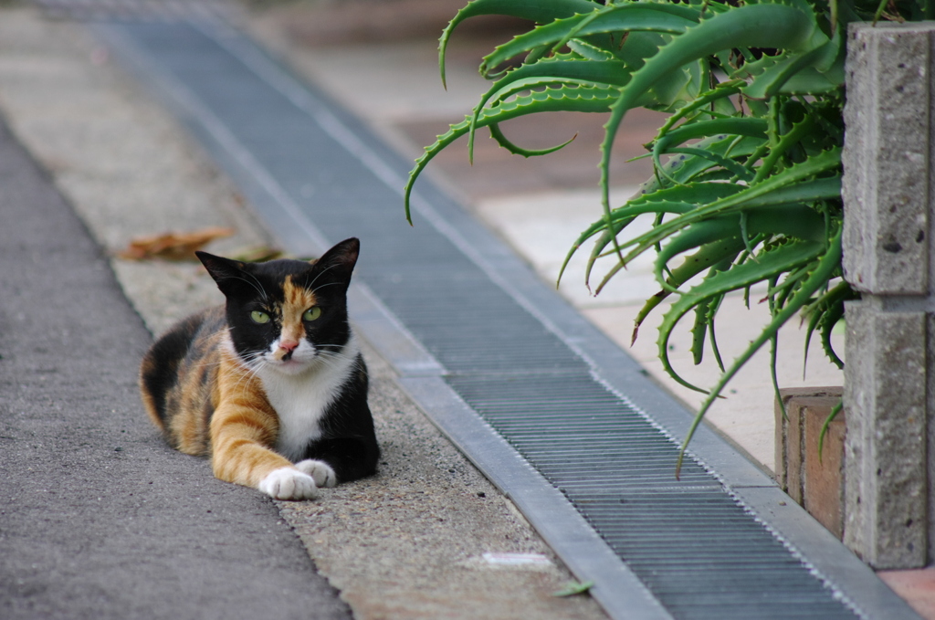 アロエ猫