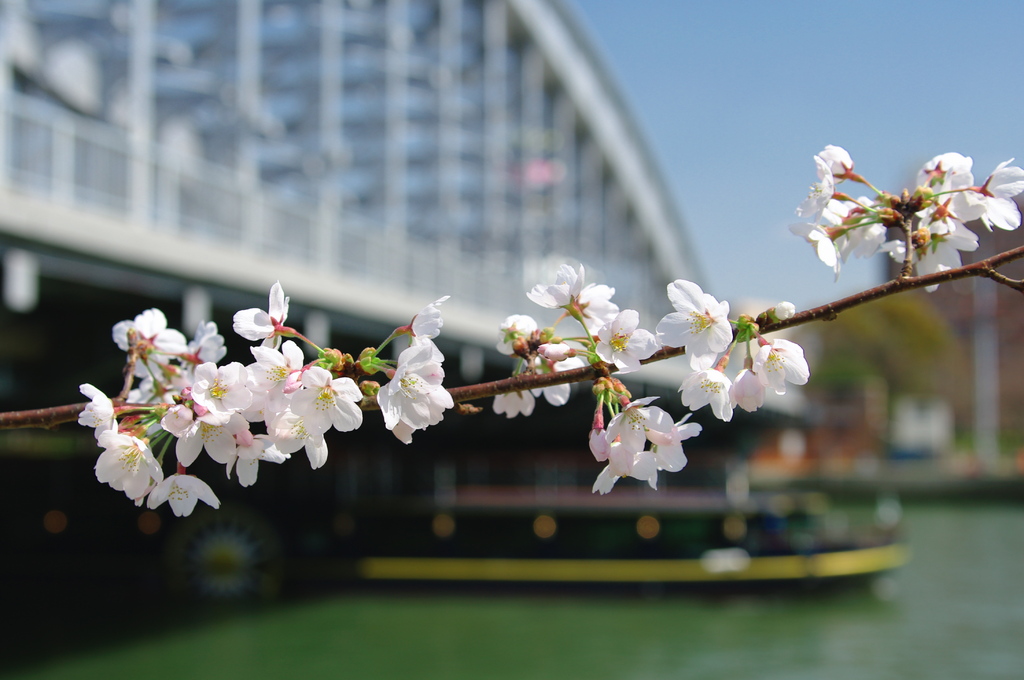 大川の春 2009