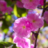 Shocking Pink