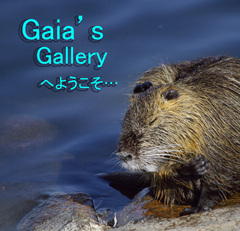 ギャラリーたいとる