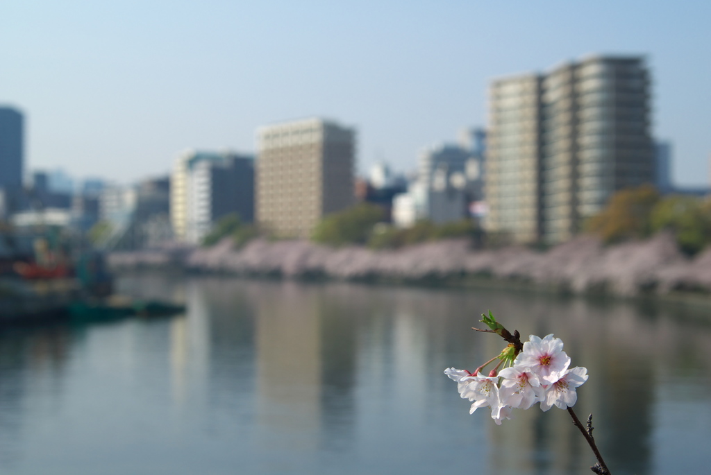 大川の春 2009 Ⅱ