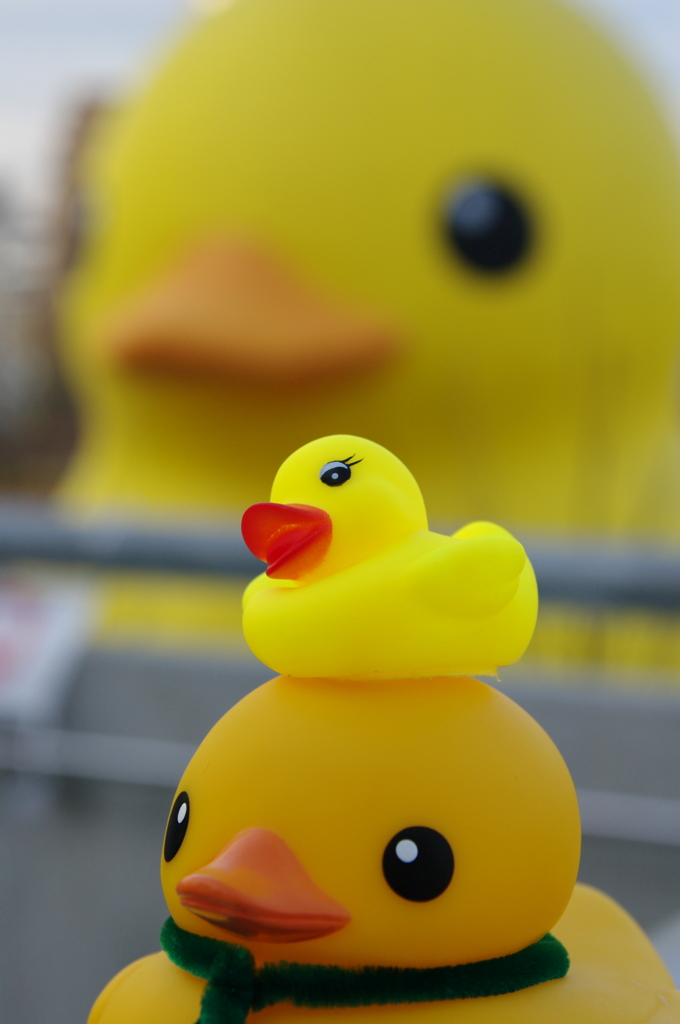 Final Duck