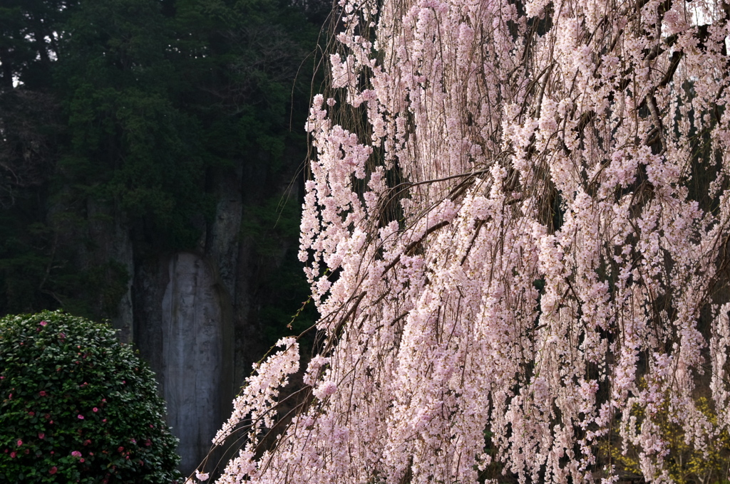 枝垂れ桜　（参）
