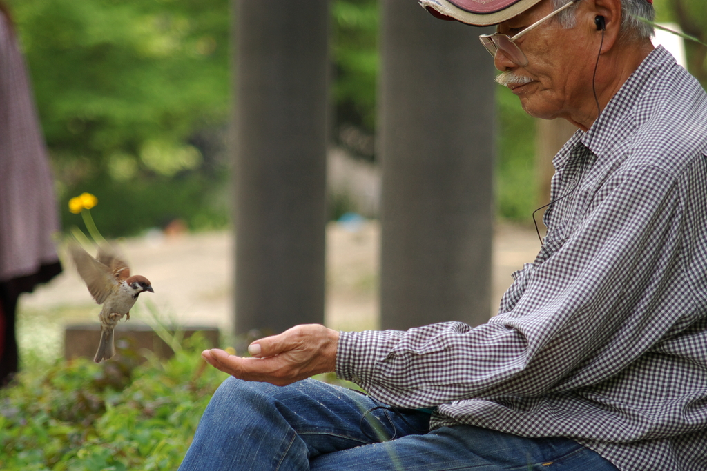 雀と老人