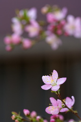 鉢植桜