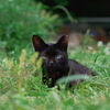かぜひきねこさん
