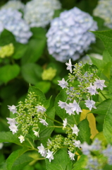 小さな紫陽花