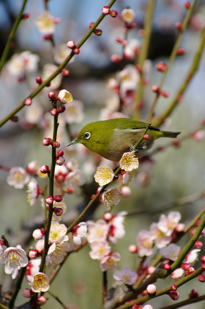 春の使者