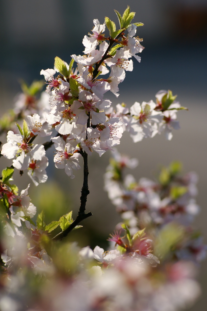 自宅で咲いてた桜