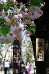 鎌足桜