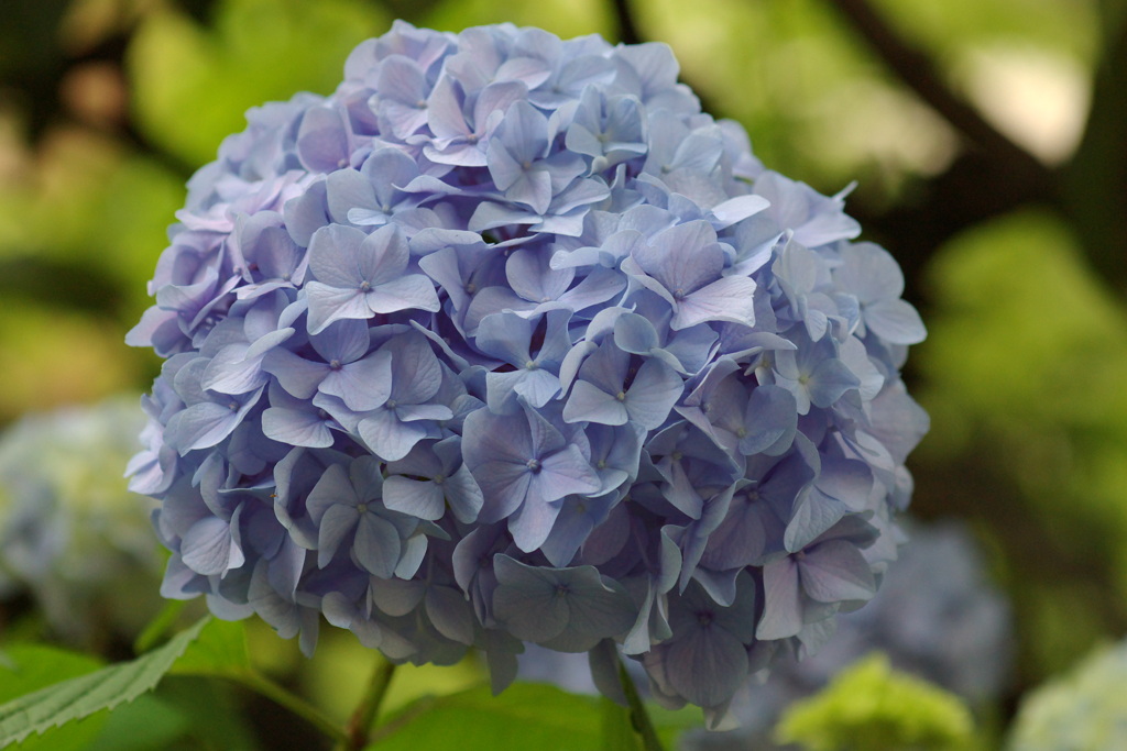 2年前の紫陽花（参考）