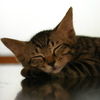 子猫