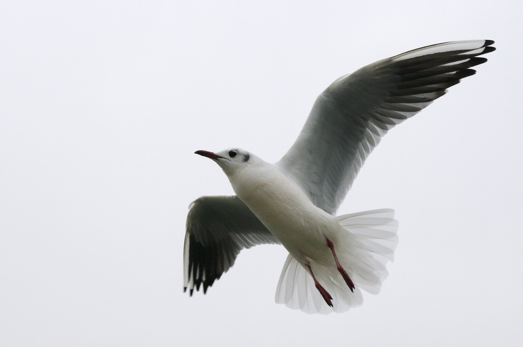 WING Ⅱ
