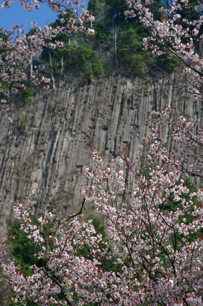 屏風岩と山桜