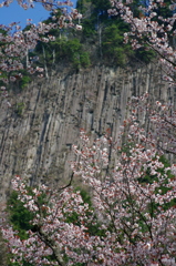 屏風岩と山桜