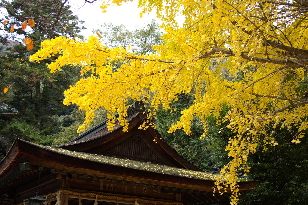 銀杏