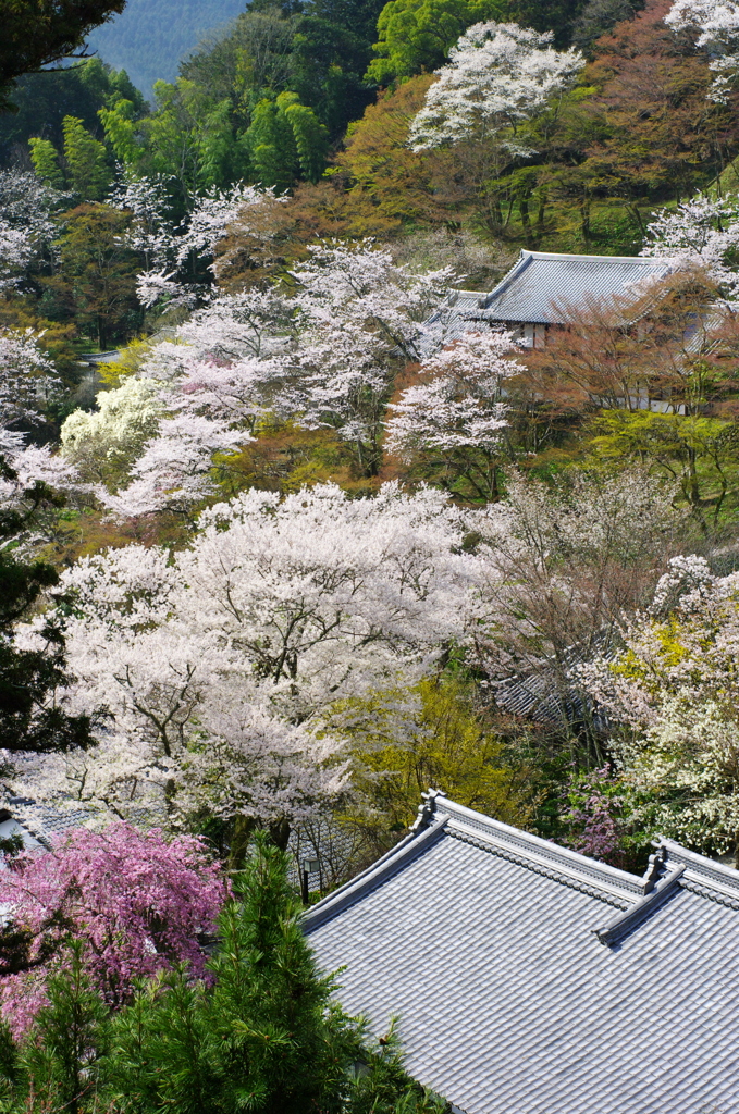 絶景かな