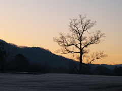 黎明 飛火野