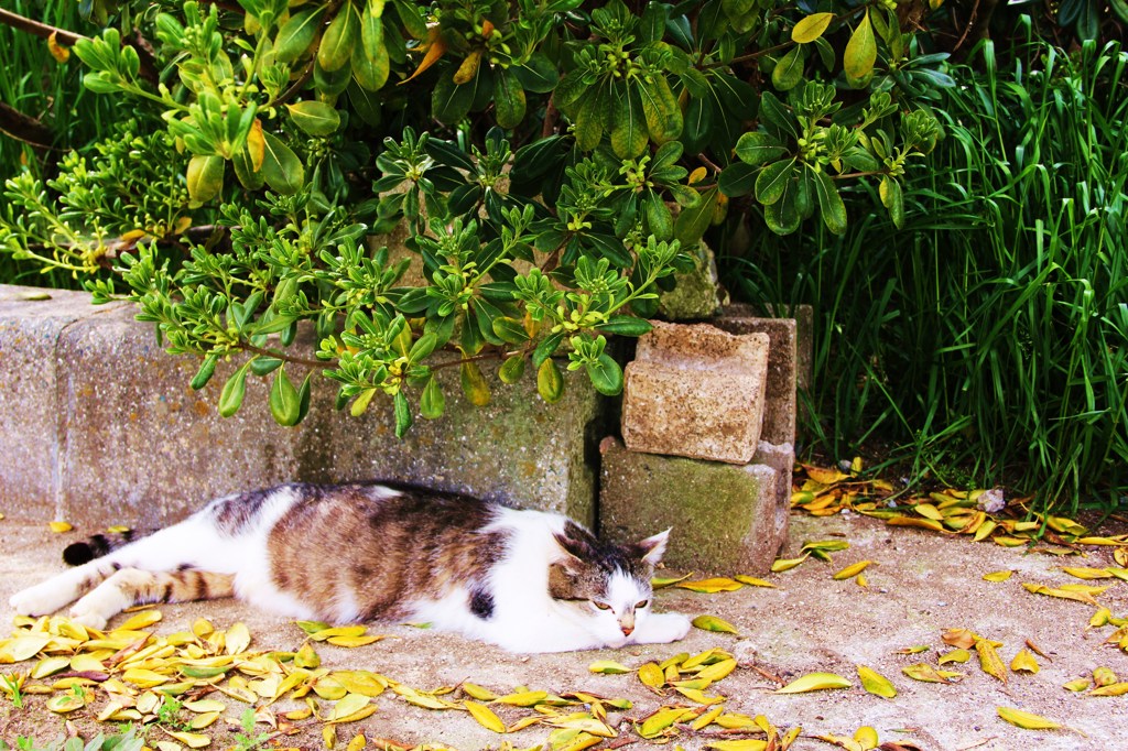 猫の家