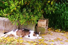 猫の家