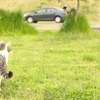 遠くを見る