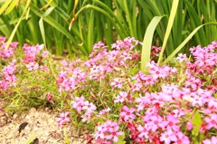 花壇