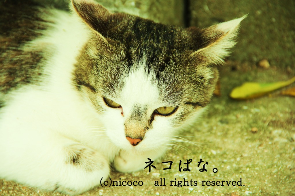 ねこぱな