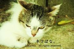 ねこぱな