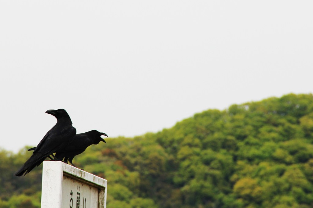 鳴く啼く泣く