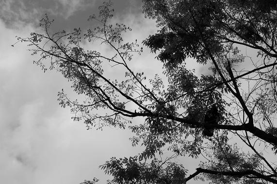 枝の鴉