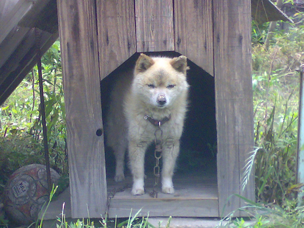 静岡の山の中の犬！！