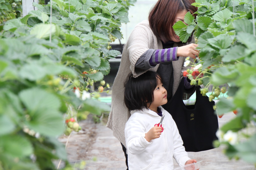 いちご刈ってます