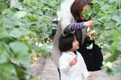 いちご刈ってます