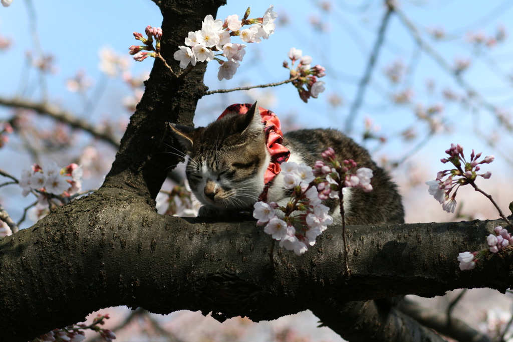 桜猫