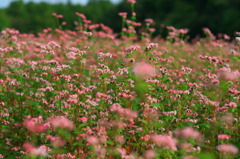 赤そばの花　２