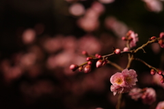 Perfume of an ume blossom