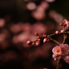 Perfume of an ume blossom