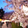 桜祭り -奈良県郡山市-
