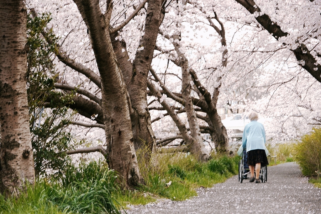 二人で歩む桜道