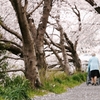 二人で歩む桜道