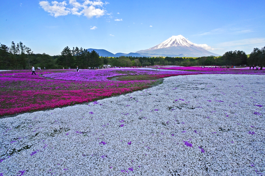 富士芝桜