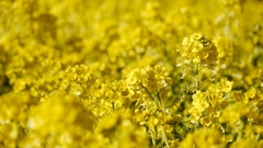 一面 Yellow !!