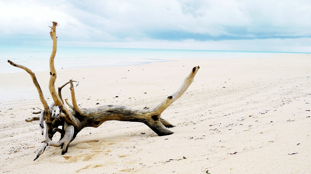 Driftwood