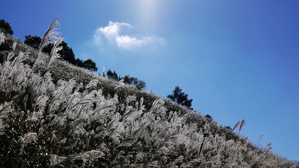 高野山龍神スカイラインのススキ