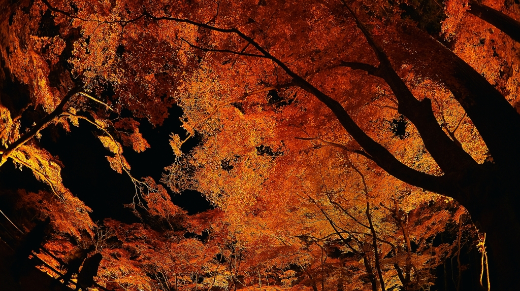 紅炎葉