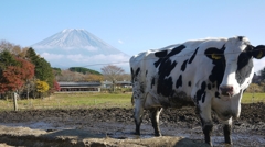 牛と富士山