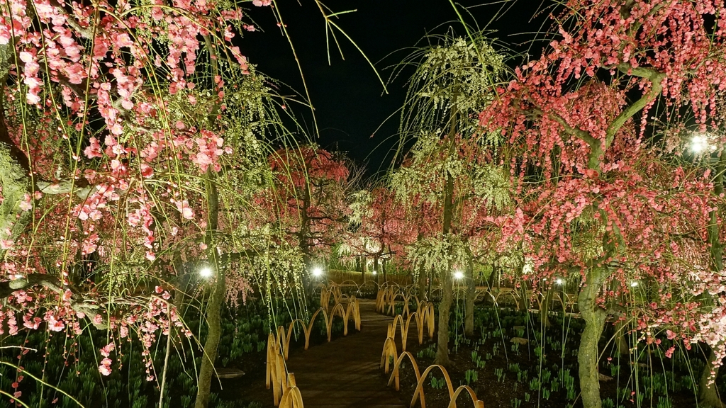 梅しだれて